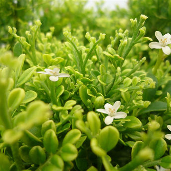 Murraya Paniculata dwarf form, Min a min