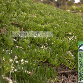 Myoporum parvifolium Mallee Carpet