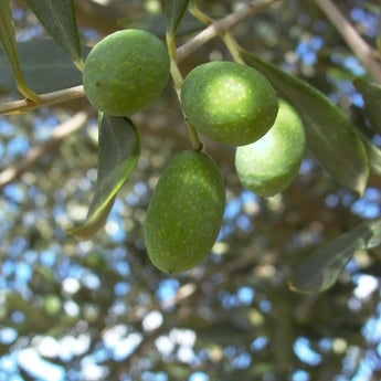 Olea Olive Correggiola