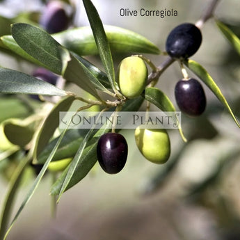 Olea Olive Correggiola