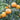 Citrus tree Orange Washinton Navel