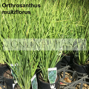 Orthrosanthus Multiflorus Morning Flag