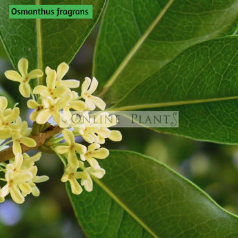 Osmanthus Fragrens