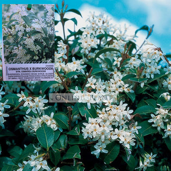 Osmanthus burkwoodii