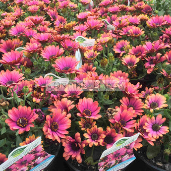 Osteospermum Zion Copper Amethyst