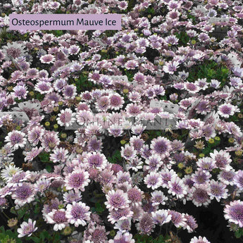 Osteospermum Mauve Ice