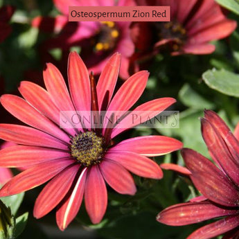 Osteospermum Zion Red