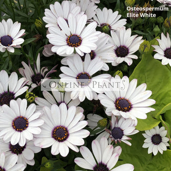 Osteospermum Elite White