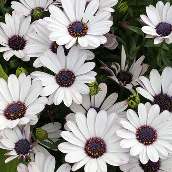 Osteospermum Elite White