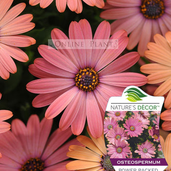 Osteospermum Power Packed Rose Surprise