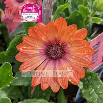 Osteospermum Serenity Coral Magic