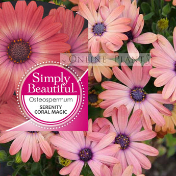 Osteospermum Serenity Coral Magic