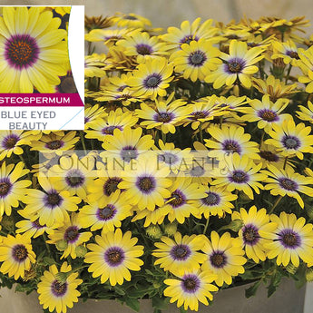 Osteospermum Blue Eyed Beauty