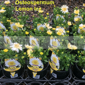 Osteospermum Lemon Ice