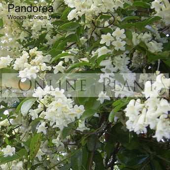 Pandorea Pandorana Wonga Wonga Vine