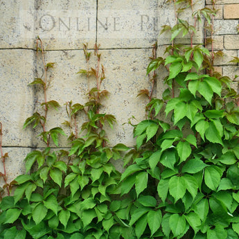 Parthenocissus quinfiloia Virginian Creeper