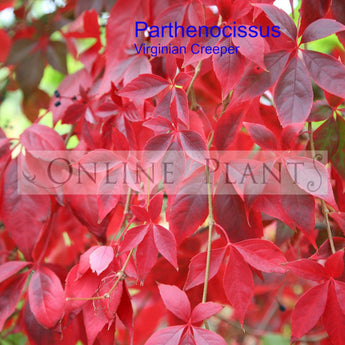 Parthenocissus quinfiloia Virginian Creeper