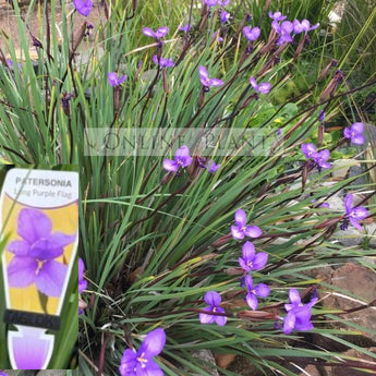 Patersonia Occidentalis Purple Flag