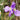 Patersonia Occidentalis Purple Flag