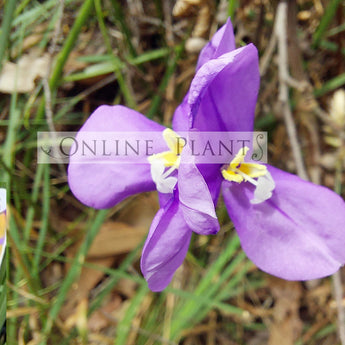 Patersonia Occidentalis Purple Flag