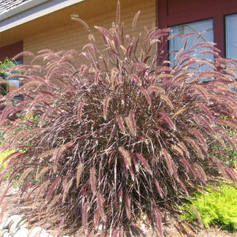 Pennisetum Purple Foxtail Grass