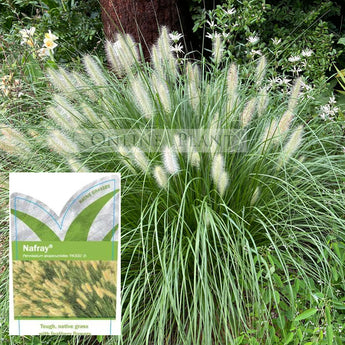 Pennisetum alopecuroides (PA300)  NAFRAY®