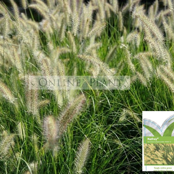 Pennisetum alopecuroides (PA300)  NAFRAY®