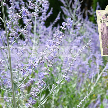 Perovskia atriplicifolia Russian Sage