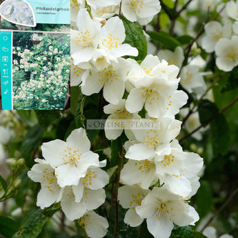 Philadelphus coronarius Silver Showers