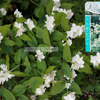 Philadelphus coronarius Silver Showers