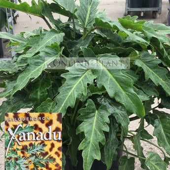 Philodendron Xanadu