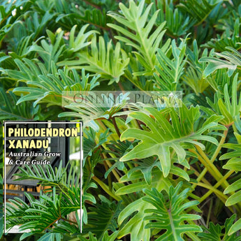 Philodendron Xanadu