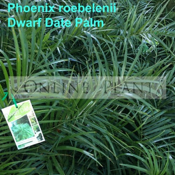 Phoenix roebelenii Palm Dwarf Date Palm