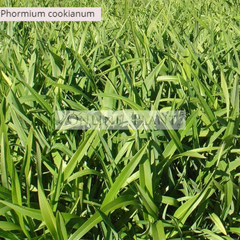 Phormium Mountain Flax cookianum