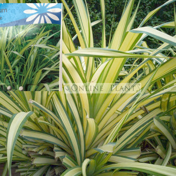 Phormium Flax Yellow Wave