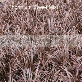 Phormium Flax Sweet Mist