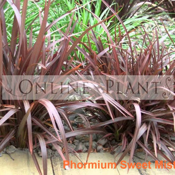 Phormium Flax Sweet Mist