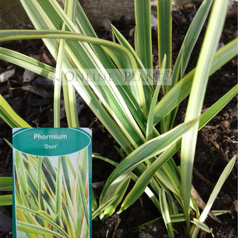 Phormium Duet