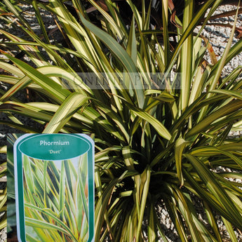 Phormium Duet