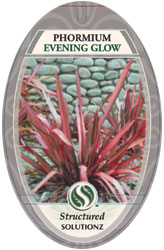 Phormium Flax Evening Glow