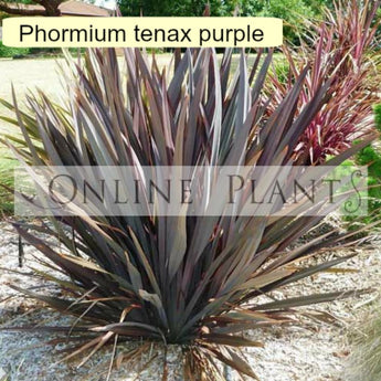 Phormium tenax purpurea