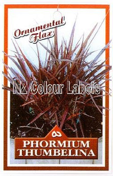 Phormium Flax Thumberlina