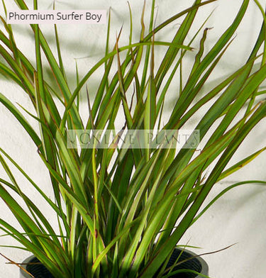 Phormium Surfer Boy Plants for Sale | Online Plants Australia