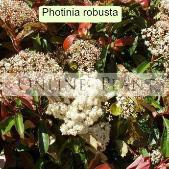 Photinia Robusta