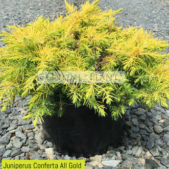 Juniperus Conferta All Gold