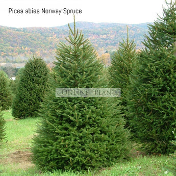 Picea abies Norway Spruce