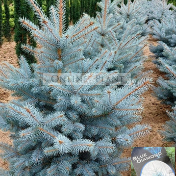 Picea pungens Blue Diamond