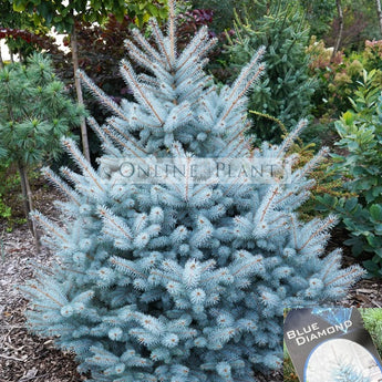 Picea pungens Blue Diamond