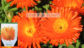 Mesembryanthemum Pigface Orange