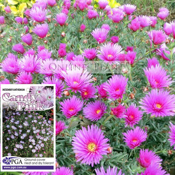 Mesembryanthemum Pigface Candy Pink